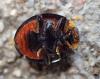 Harmonia axyridis